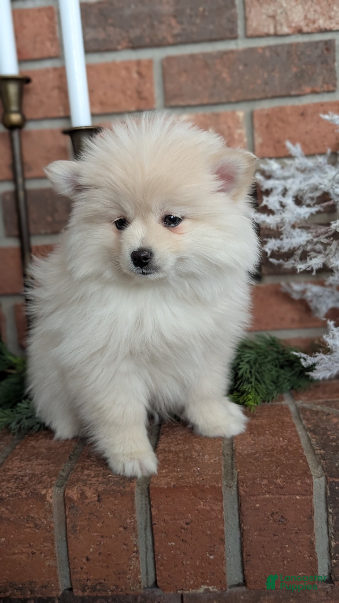 Pomsky dogs for sale: Jill  - Ad 4