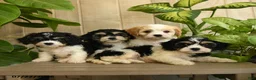 Cavachon dogs for sale: Maleah - Ad 4