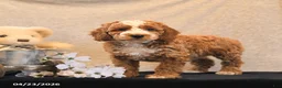 Miniature Poodle dogs for sale: Percy - Ad 1