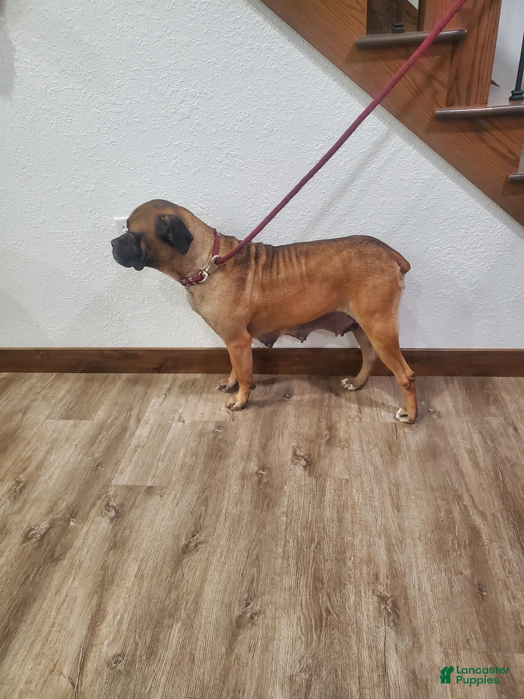 Cane Corso dogs for sale: Cane Corso Puppy 1 - Ad 5