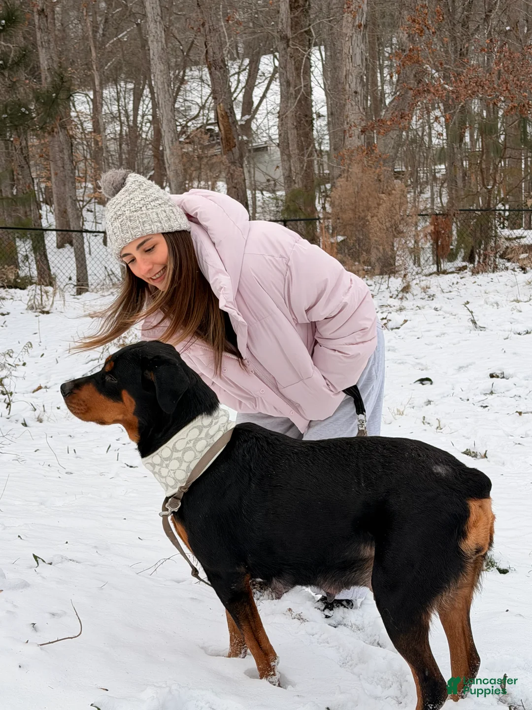 Rottweiler dogs for sale: Rottweiler Puppy 6 - Ad 5