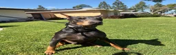 Doberman Pinscher dogs for sale: Girl - Ad 4