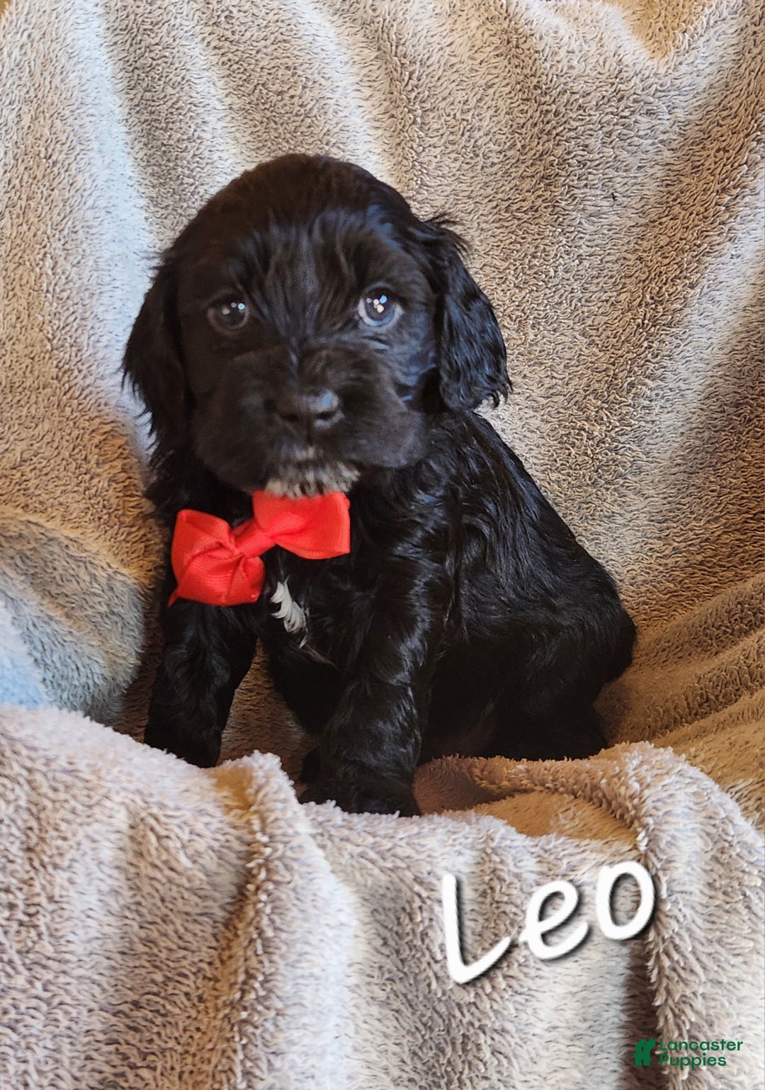 Mixed Breed dogs for sale: Leo - Ad 1