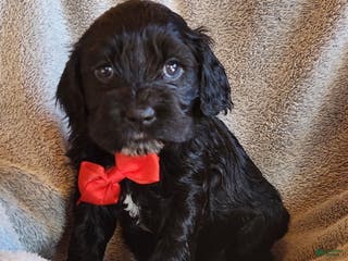 Mixed Breed dogs Mixed Breed Puppy 1 - Ad 5