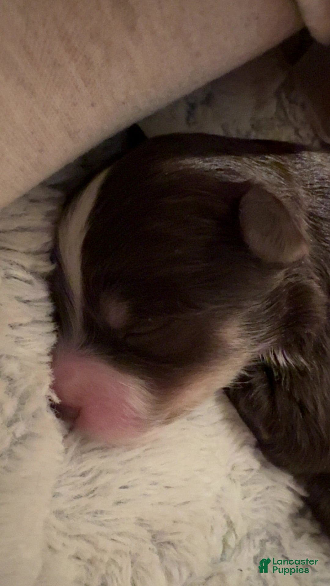 Mixed Breed dogs for sale: Aimée  - Ad 2