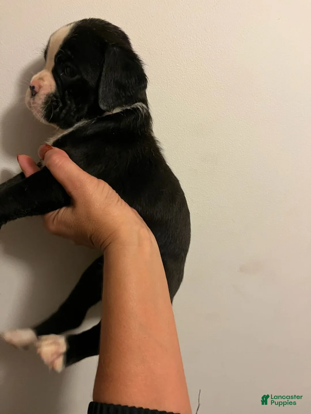 Boxer dogs for sale: Boy - Ad 1