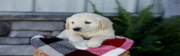 Golden Retriever dogs for sale: Brent - Ad 5