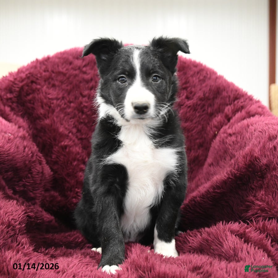 Border Collie dogs Hickory - Ad 2