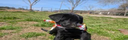 Labrador Retriever dogs for sale: Labrador Retriever Puppy 1 - Ad 8