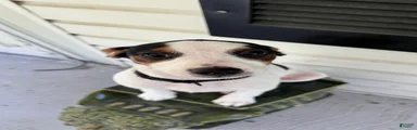 Haas