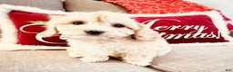 Cavachon dogs for sale: Murphy - Ad 1