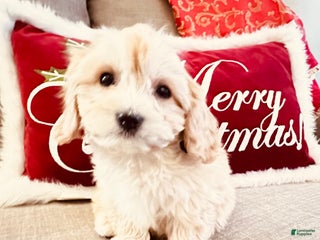 Cavachon dogs Murphy - Ad 38