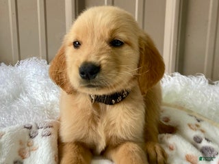 Golden Retriever dogs - Ad 9
