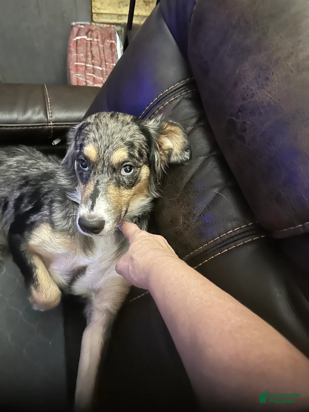 Aussiedoodle dogs for sale: Aussiedoodle Puppy 3 - Ad 2