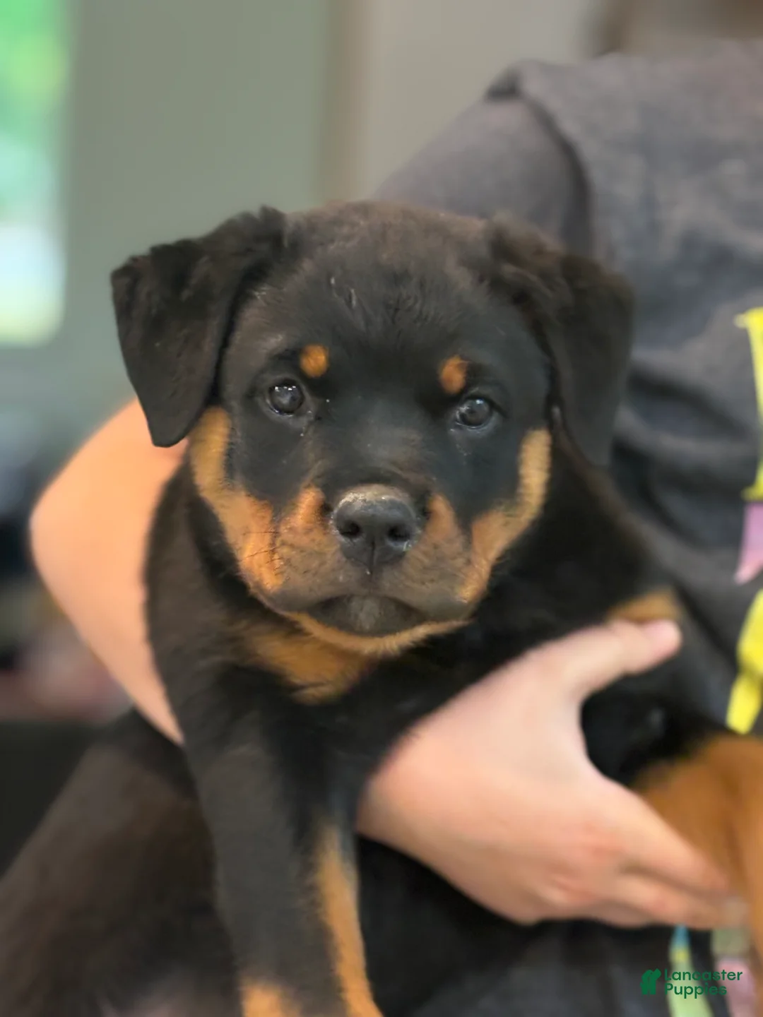 Rottweiler dogs for sale: Rottweiler 6 - Ad 2