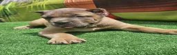 Cane Corso dogs for sale: ZEUS - Ad 16