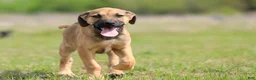 Mixed Breed dogs for sale: Falcon - European Doberdane - Ad 8