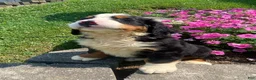 Bernese Mountain Dog dogs for sale: Cooper - Ad 8