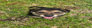 German Shepherd 5
