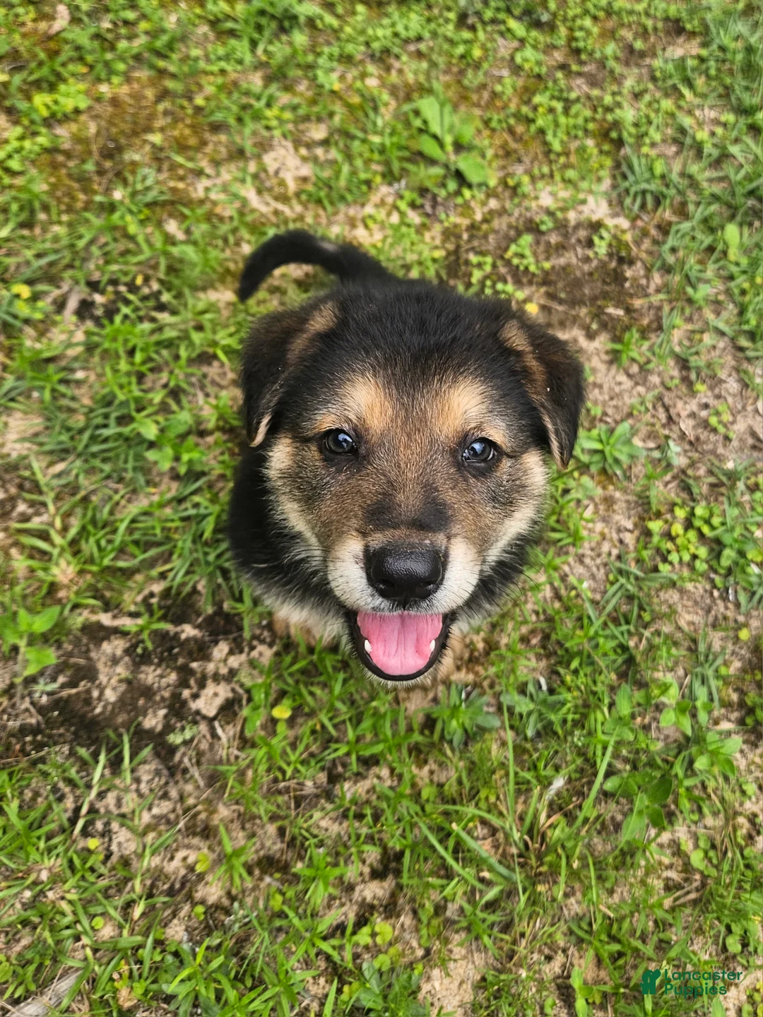 German Shepherd dogs for sale: German Shepherd 5 - Ad 1