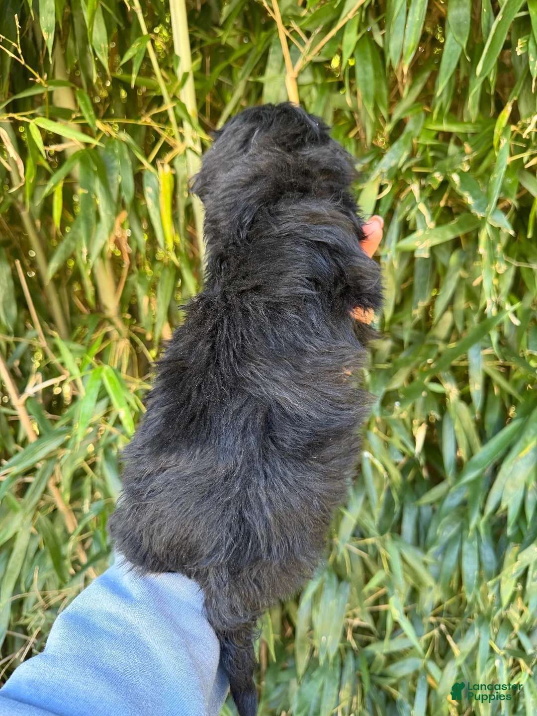 Aussiedoodle dogs for sale: Aussiedoodle 2 - Ad 2