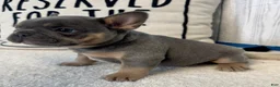 French Bulldog dogs for sale: Star - Ad 4
