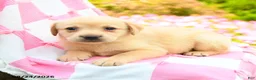 Labrador Retriever dogs for sale: Gwen - Ad 3