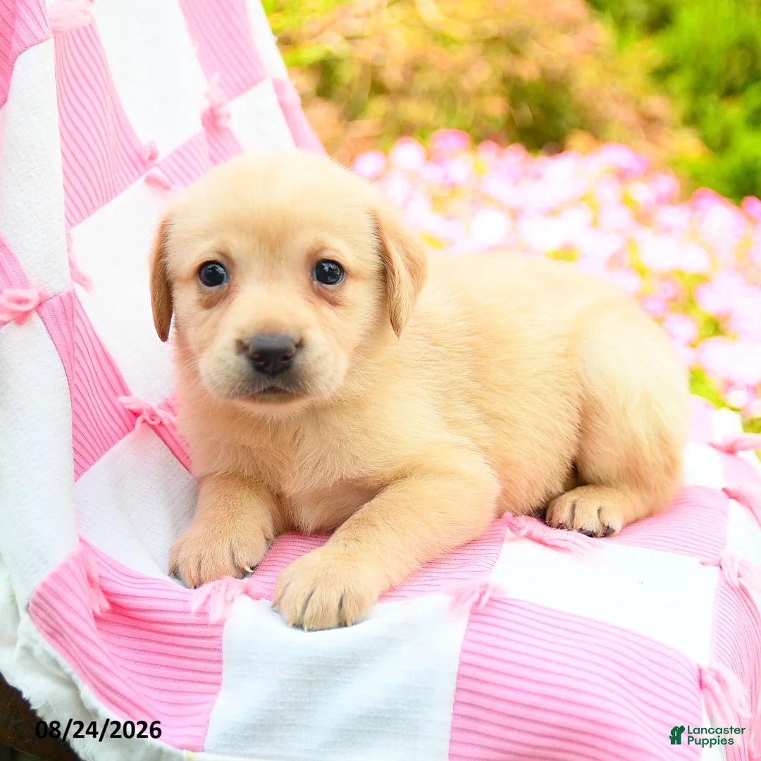 Labrador Retriever dogs for sale: Gwen - Ad 3