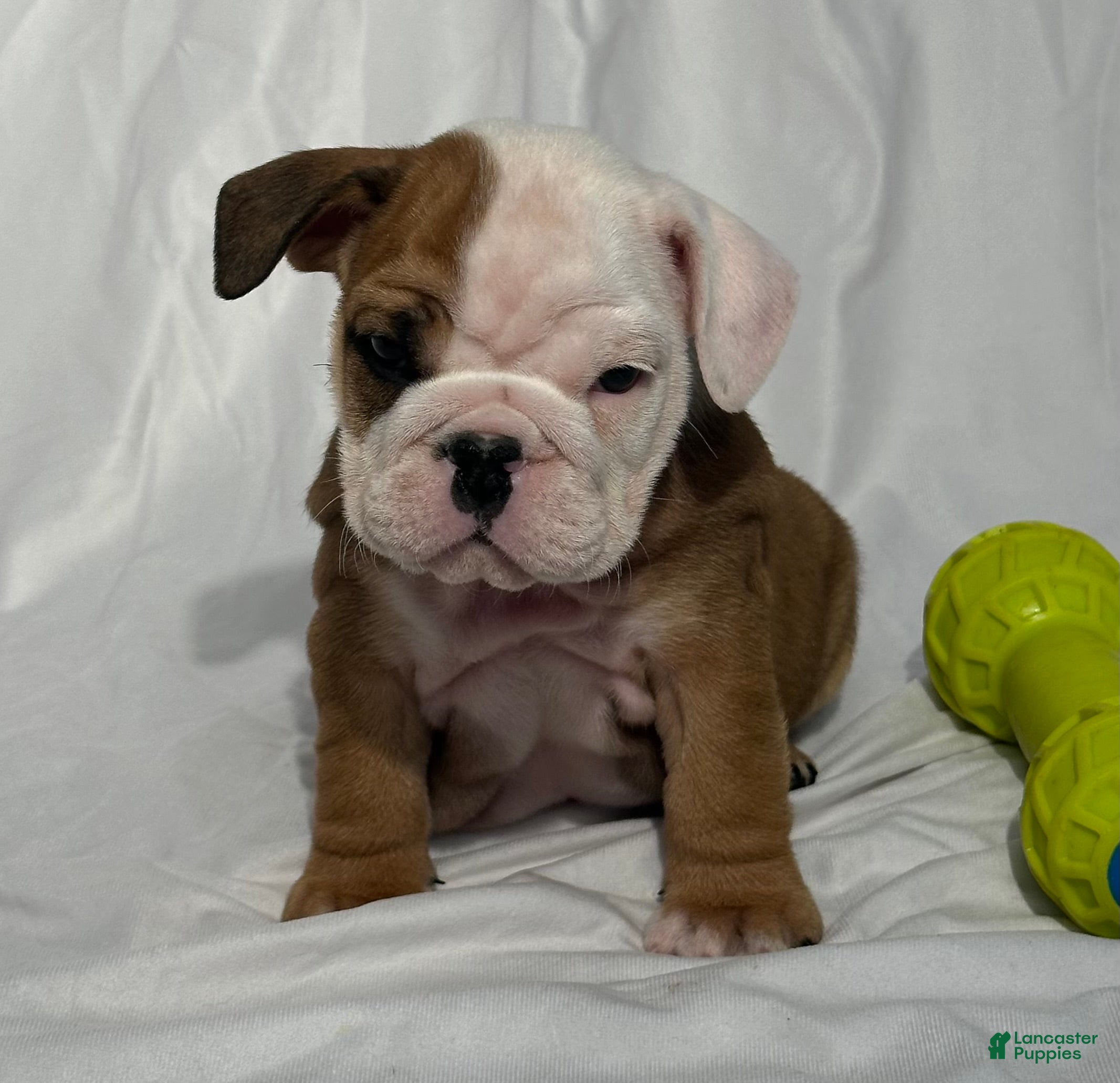 English Bulldog dogs Robo - Ad 25