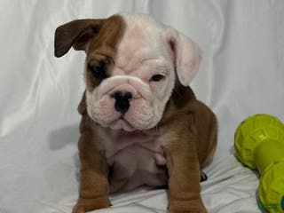 English Bulldog dogs Robo - Ad 41