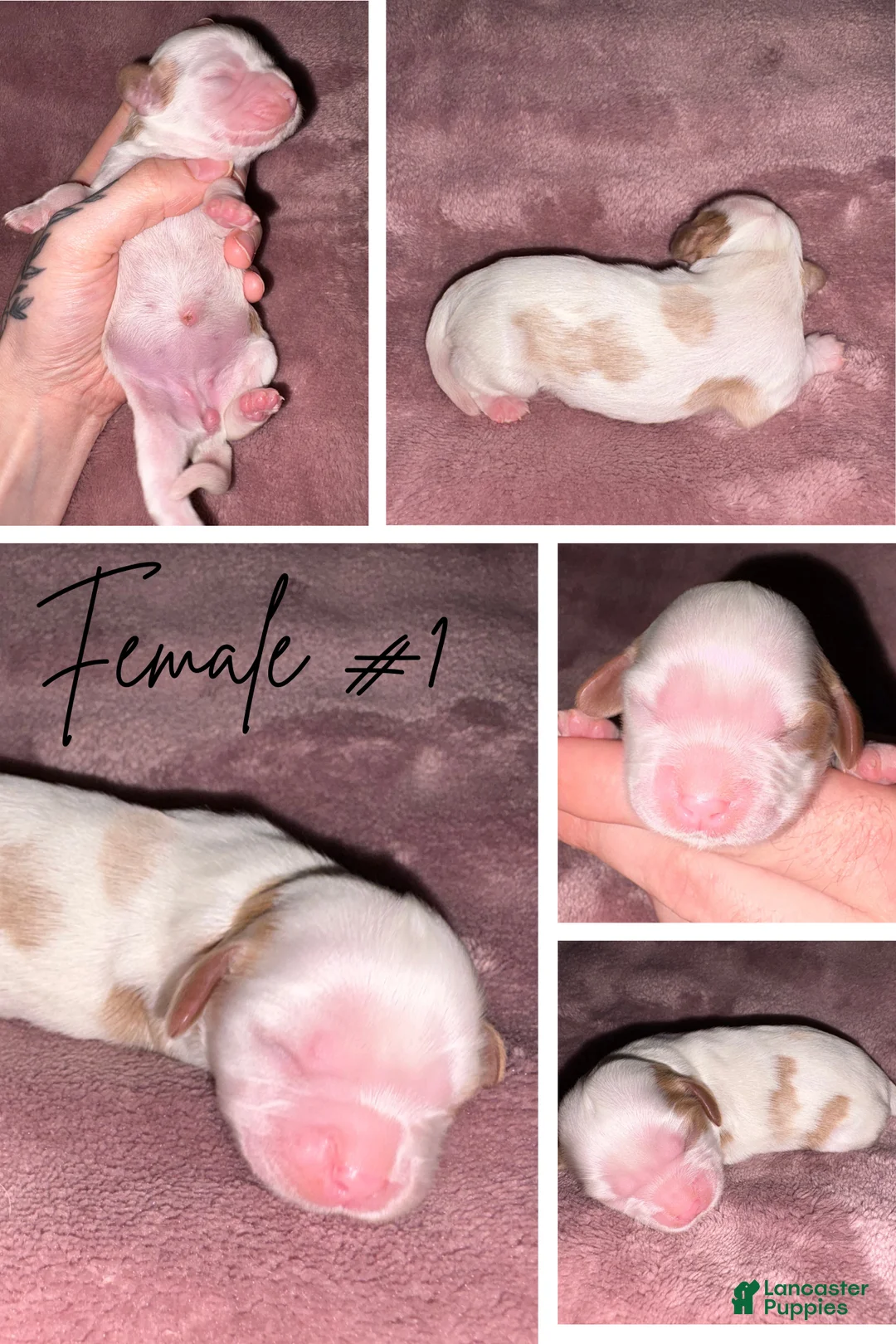 Cavalier King Charles Spaniel dogs for sale: Cavalier King Charles Spaniel Puppy 3 - Ad 1