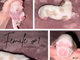 Cavalier King Charles Spaniel dogs Cavalier King Charles Spaniel Puppy 3 - Ad 21