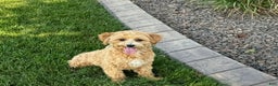 Maltipoo dogs for sale: Red Sugar  - Ad 12