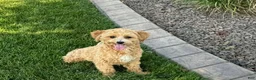 Maltipoo dogs for sale: Red Sugar  - Ad 12