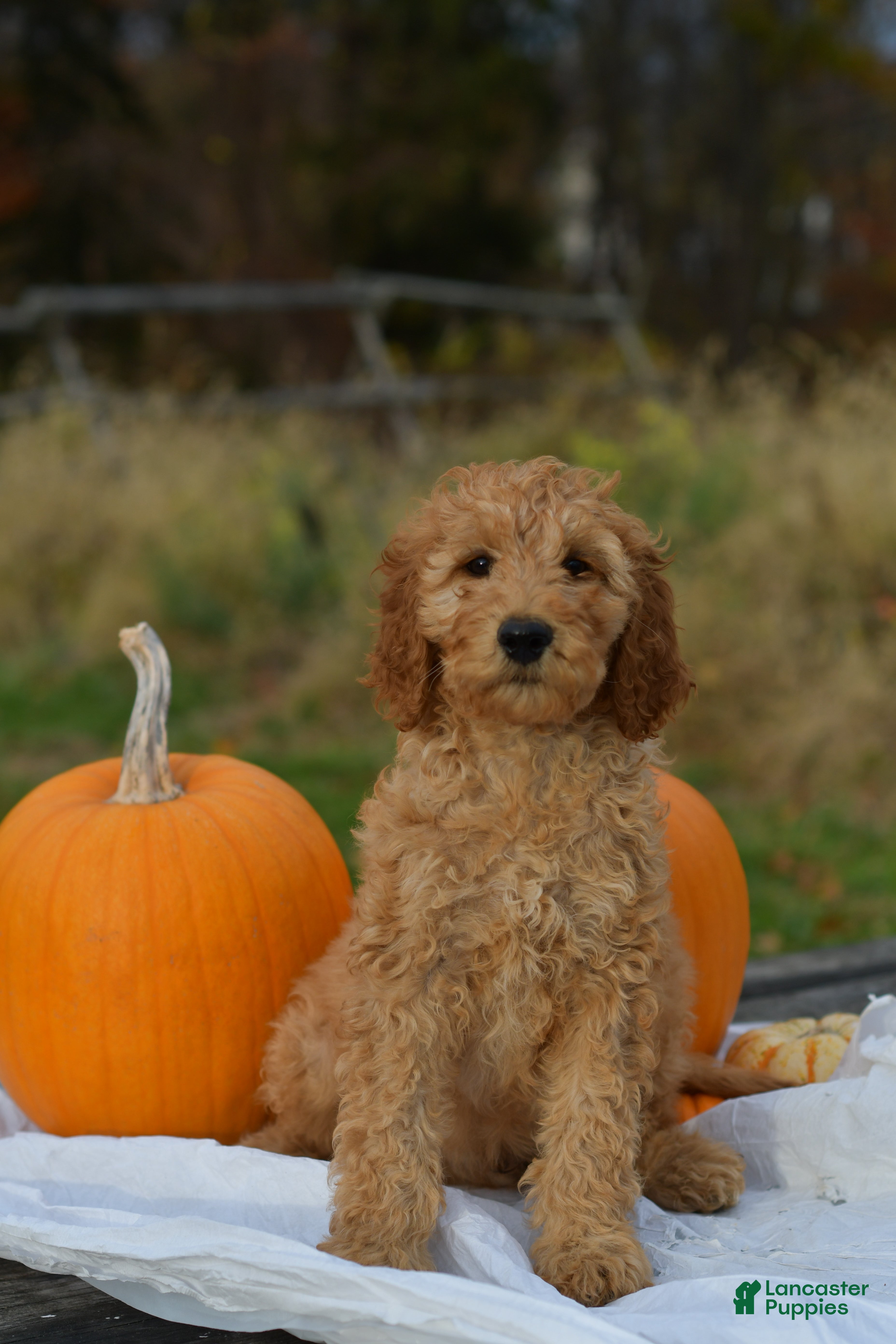 Standard Poodle dogs Charlie - Ad 29
