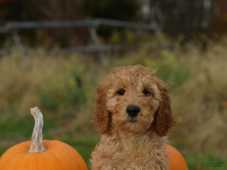 Standard Poodle dogs Charlie - Ad 5