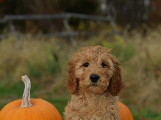 Standard Poodle dogs for sale: Charlie - Ad 1