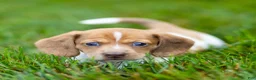 Miniature Dachshund dogs for sale: Missy Miniature Dachshund  - Ad 5