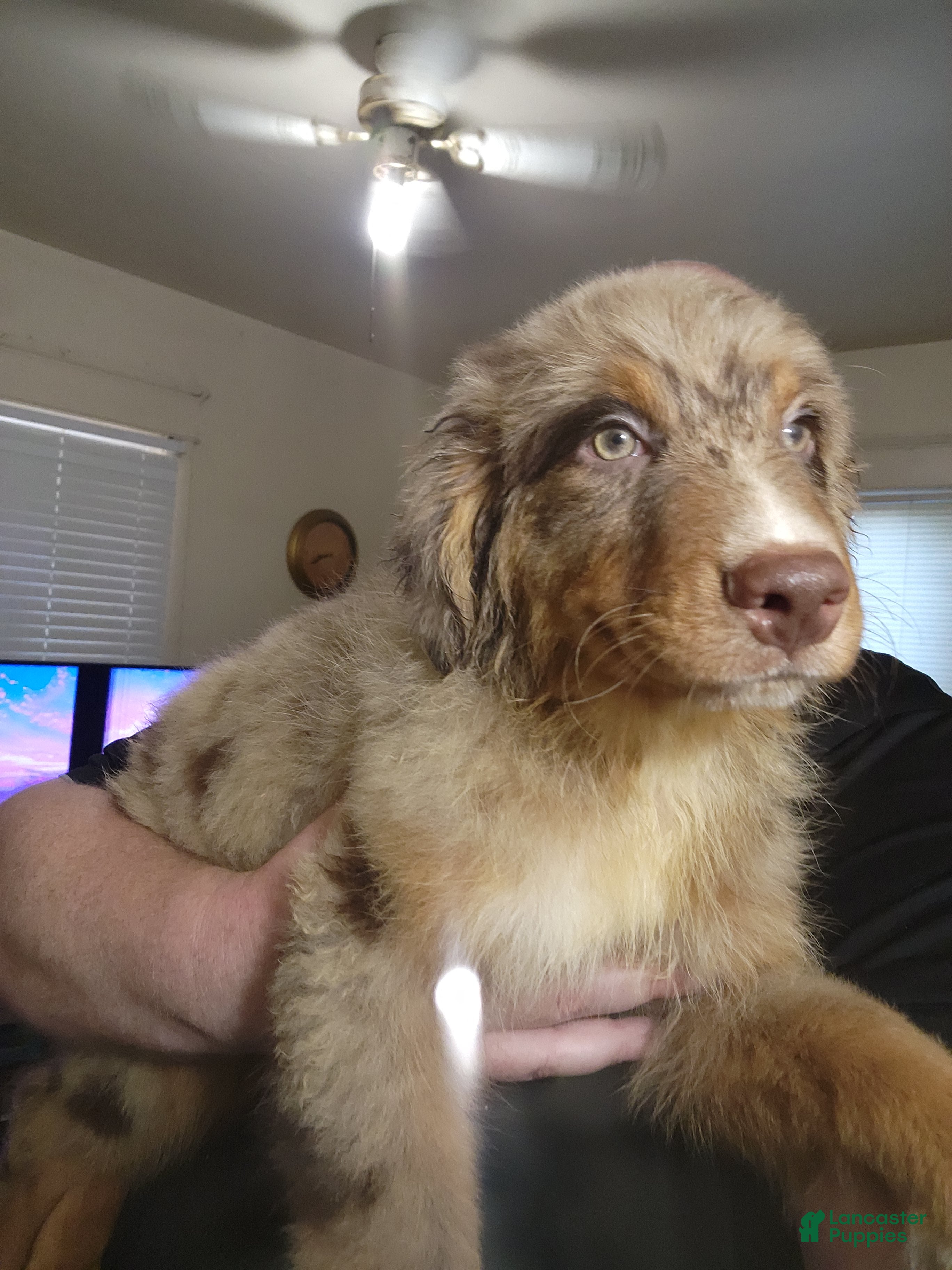 Australian Shepherd dogs for sale: Chip - Ad 2