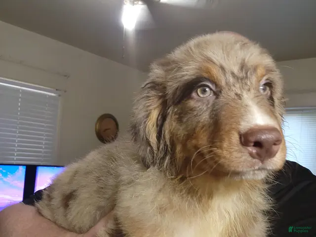 Australian Shepherd dogs for sale: Chip - Ad 2