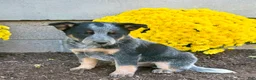 Australian Cattle Dog dogs for sale: Dakota  - Ad 3