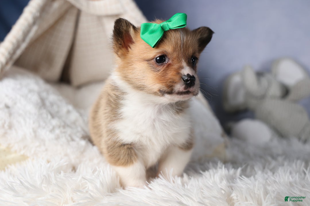 Welsh Corgi Pembroke dogs for sale: REX - Ad 14