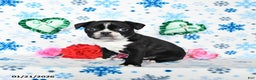 Boston Terrier dogs for sale: Champ  - Ad 4