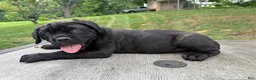 Cane Corso dogs for sale: Red collar - Ad 4