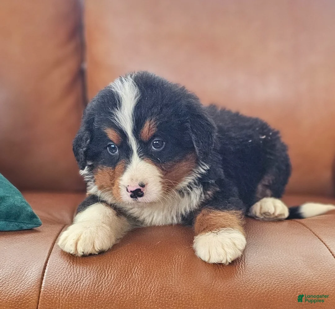 Bernedoodle dogs for sale: Buck - Ad 4
