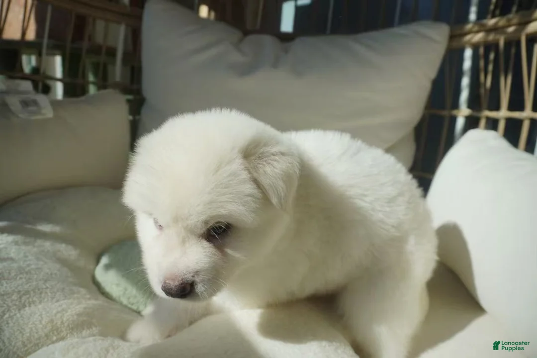 Alaskan Malamute dogs for sale: Coconut - Ad 10