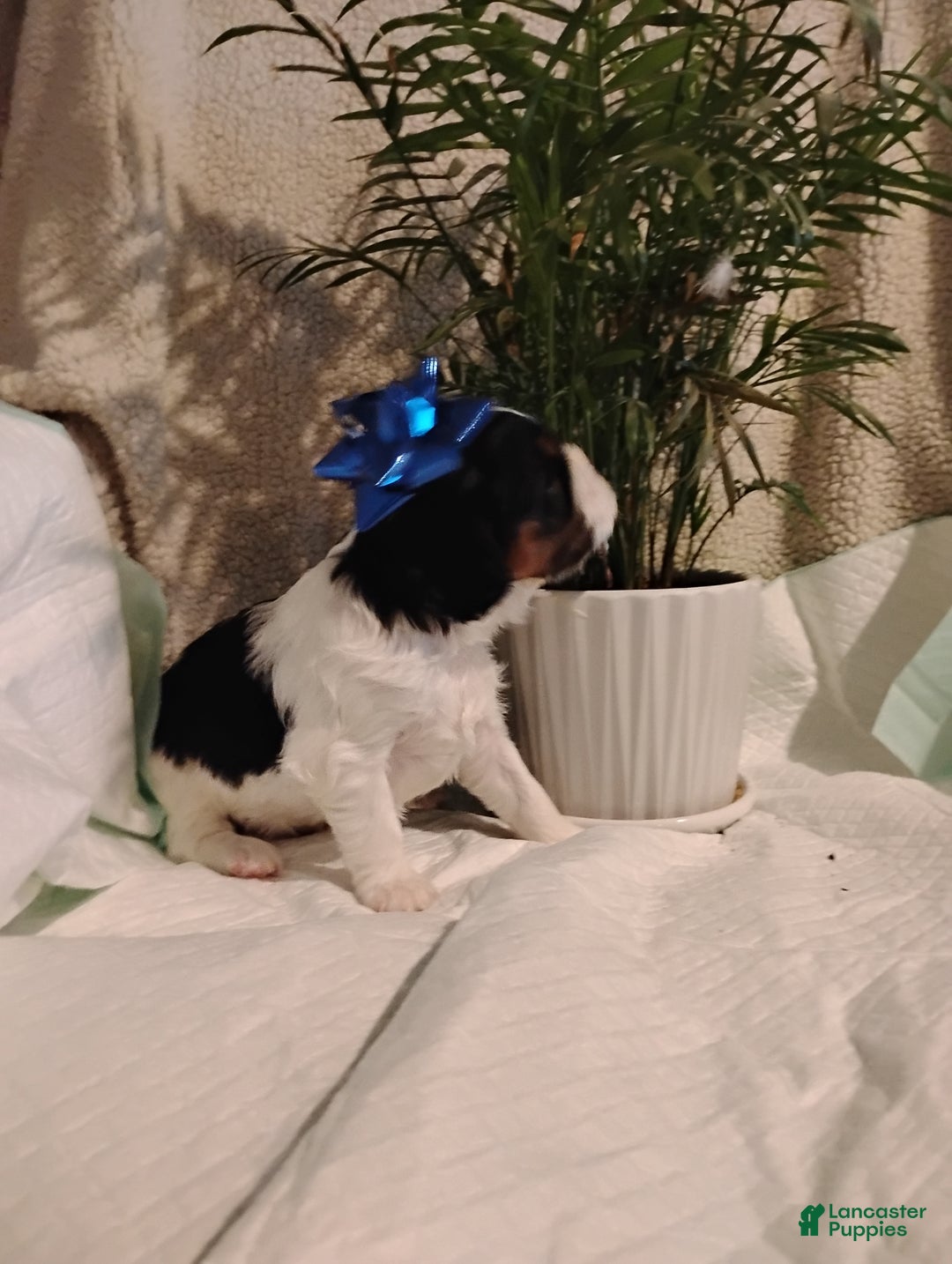 Cavalier King Charles Spaniel dogs for sale: Rodney -Cavalier King Charles Spaniel,     - Ad 4