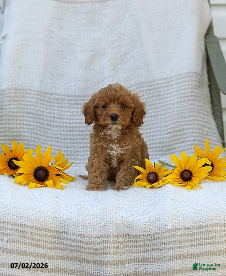 Cavapoo dogs Kelly - Ad 1