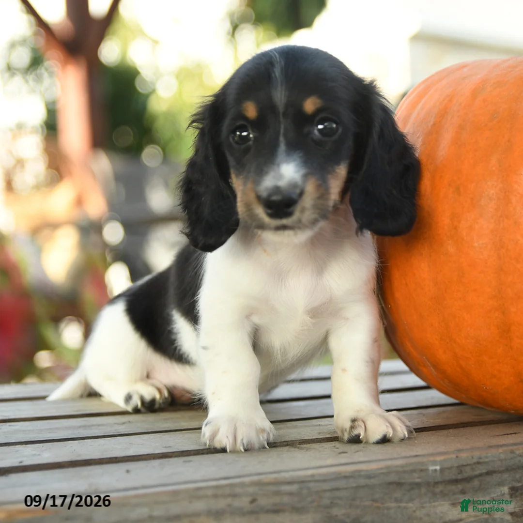 Miniature Dachshund dogs for sale: Raleigh - Ad 5