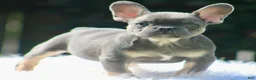 French Bulldog dogs for sale: Freddie  - Ad 6